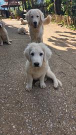 Cuccioli maremmano