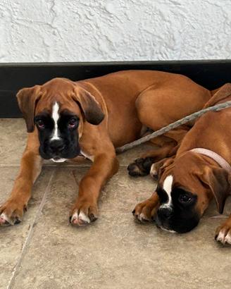 Splendidi cuccioli boxer puri