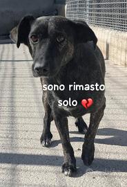 GINO 4 ANNI taglia media