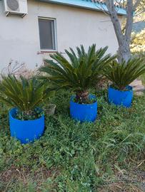 cycas