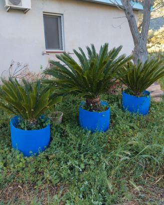 cycas