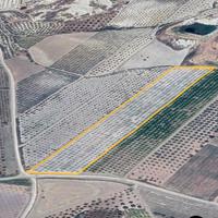 Terreno agricolo (Agrumeto)