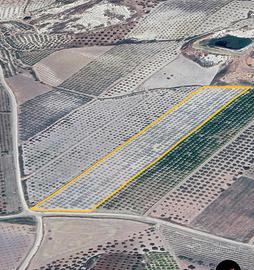 Terreno agricolo (Agrumeto)