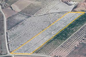 Terreno agricolo (Agrumeto)