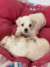 Maltese toy cucciolo