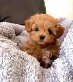 cuccioli di barboncino taglia molto piccola 