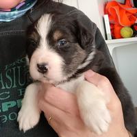 Pastore australiano con pedigree