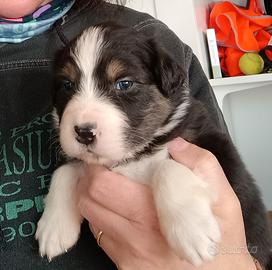 Pastore australiano con pedigree