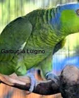 Pappagallo - Amazzone dei FINSCHI mutazione WOODI