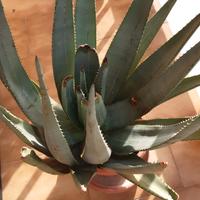 pianta  grassa Aloe vera