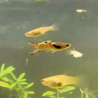 Endler (Poecilia wingei)