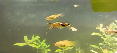 Endler (Poecilia wingei)