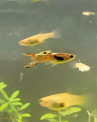 Endler (Poecilia wingei)