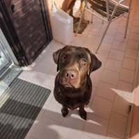 Monta per labrador chocolate