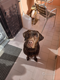 Monta per labrador chocolate