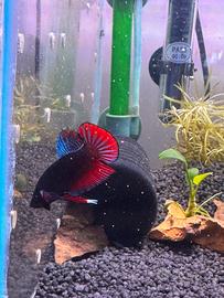 betta + 2 femmine
