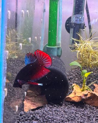 betta + 2 femmine