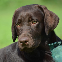 Cucciola Labrador Retriever