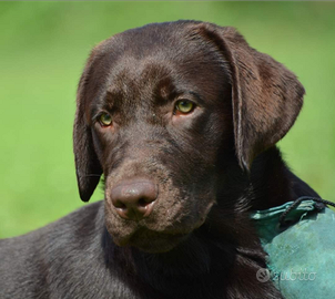 Cucciola Labrador Retriever