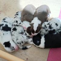 Cuccioli Border Collie