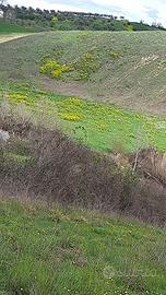 Terreno agricolo in collina