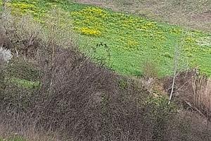 Terreno agricolo in collina