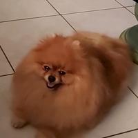 Spitz tedesco nani maschi. (POMERANIA)