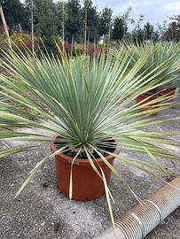 Yucca rostrata 120 euro