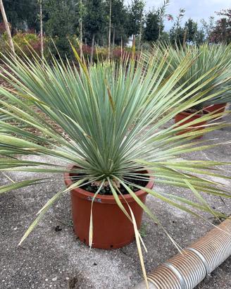 Yucca rostrata 120 euro