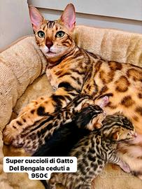 Gatti del Bengala - Super Cuccioli