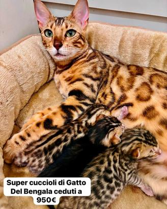 Gatti del Bengala - Super Cuccioli