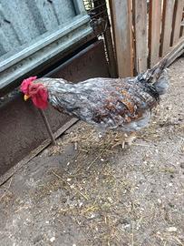 Galline ornamentali