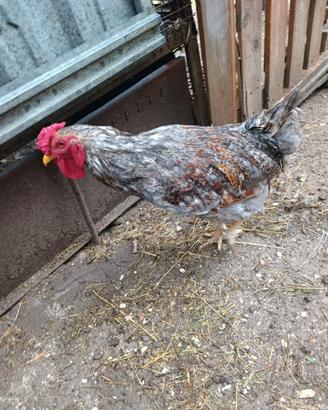 Galline ornamentali