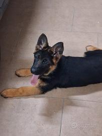 Pastore tedesco pelo corto