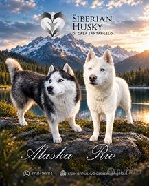 Siberian Husky con pedigree enci