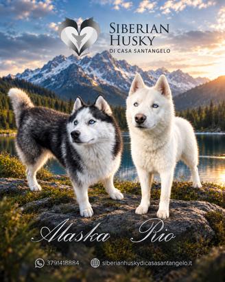 Siberian Husky con pedigree enci