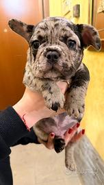 Cuccioli bulldog francese