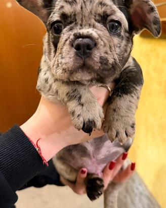 Cuccioli bulldog francese