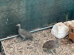 Martinetta dal ciuffo