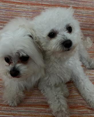 Maltesi coreani nani