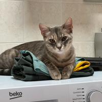 Una famiglia per Nami