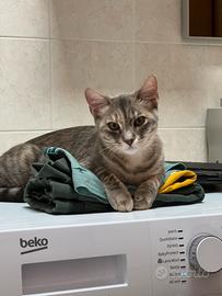 Una famiglia per Nami