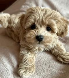 Maltipoo