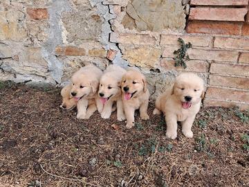 Cuccioli Golden Retriever Americano