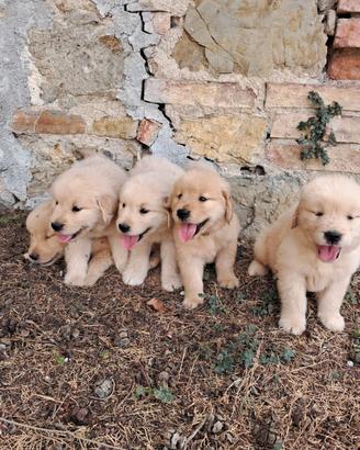Cuccioli Golden Retriever Americano