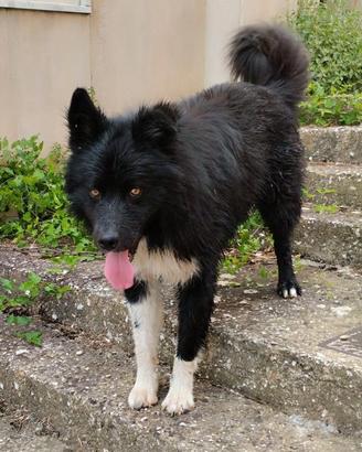 DONO: PASTORE BELGA x HUSKY