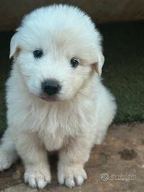 Cuccioli di Pastore Maremmano