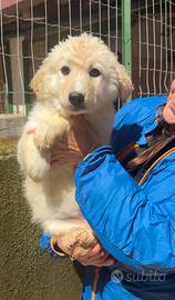 Simil golden cucciola