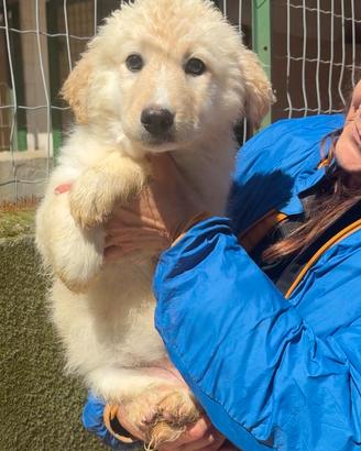 Simil golden cucciola