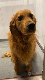 Golden retriever americano scuro 3anni